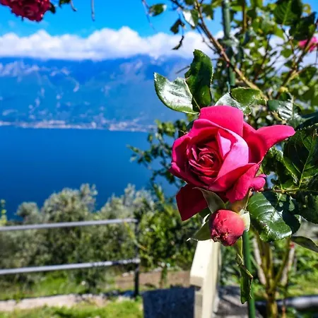 Glicine By Garda * Tignale